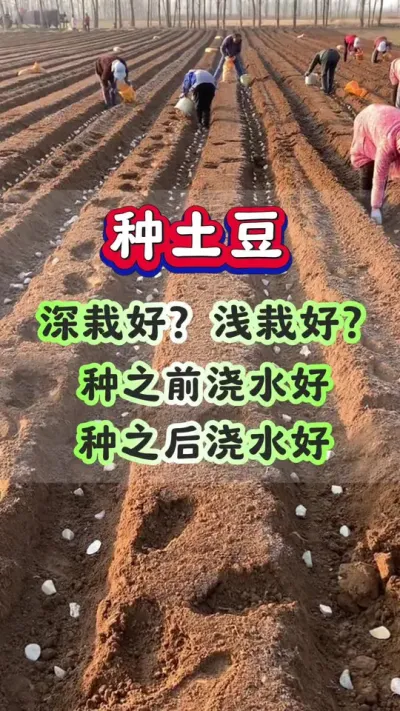 种土豆深栽好浅栽好种之前浇水好种之后浇水好#土豆高产种植 #马铃薯种植 #洋芋种植 #三农种植 #土豆种植技术