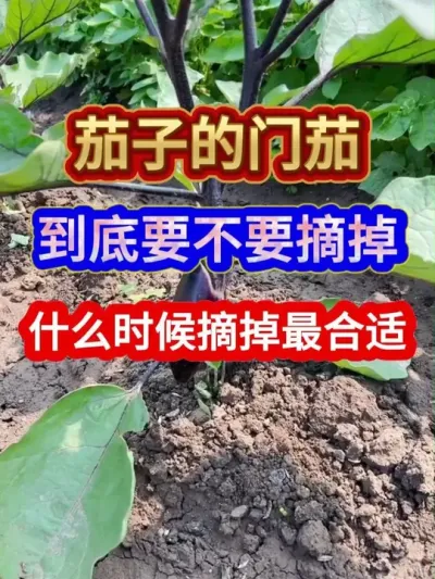 茄子的门茄到底要不要摘掉什么时候摘掉最合适 #茄子种植 #三农种植 #农业种植 #种植小技巧 #服务三农支持三农