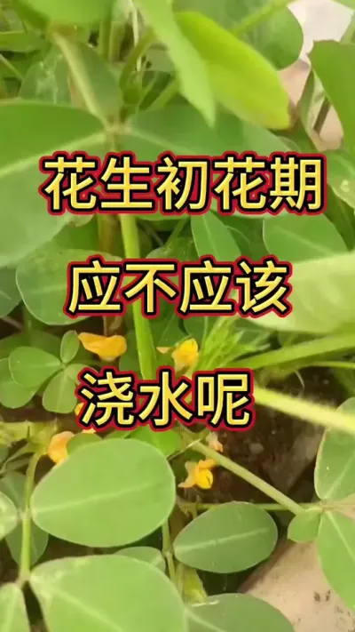 花生#花生 #分享植保知识 #