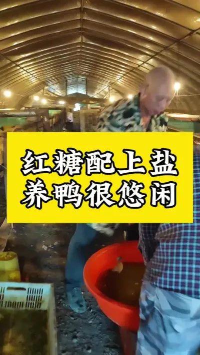 #养鸭人 #肉鸭养殖 #养鸭 #禽病技术指导 #番鸭