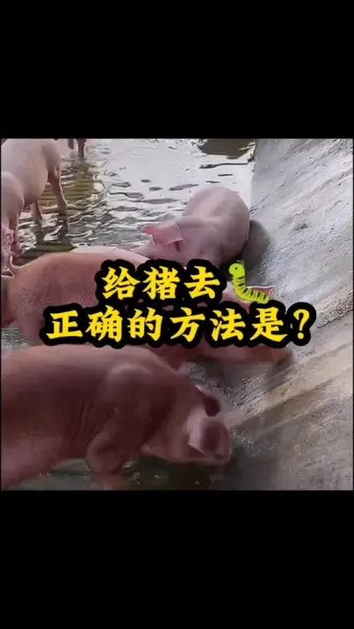 #喂猪人的日常生活不容易 #养猪人加油干 #自繁自养母猪 #三农养猪人 #猪吃什么长的快