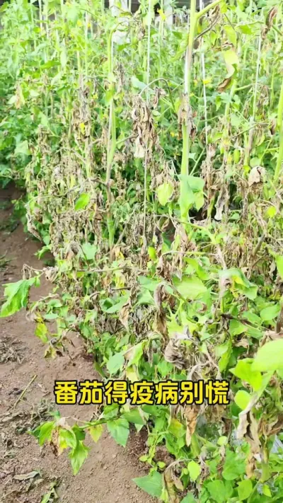 番茄种植高产管理#三农种植技术 #番茄种植 #抖音助农