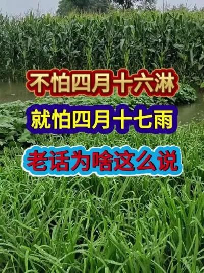 不怕四月十六淋就怕四月十七雨老话为啥这么说 #农业谚语 #农谚 #农谚老话 #农业种植 #三农种植