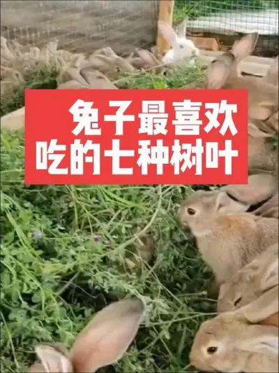 兔子最喜欢吃的七种树叶 #三农#养殖#兔子#养兔子#养兔人