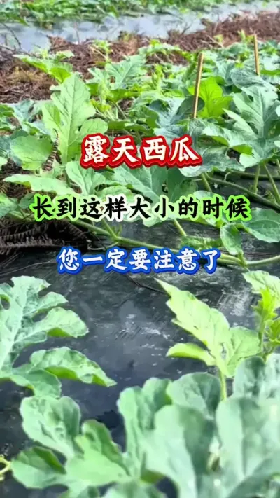 西瓜种植 露天西瓜长到这样大小的时候您一定要注意了 #西瓜高产 #西瓜种植 #西瓜管理