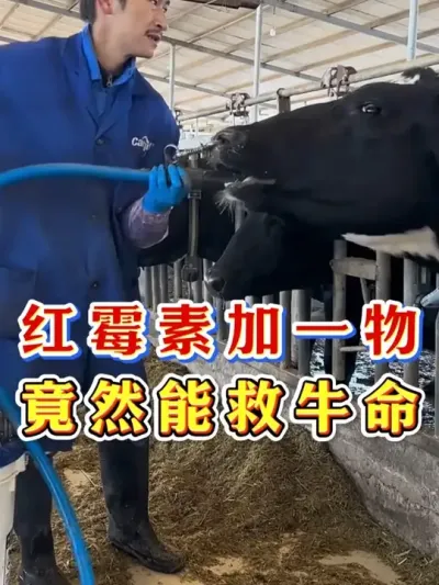 红霉素加一物竟然能救牛命 #养牛人 #三农 #养牛 #养殖