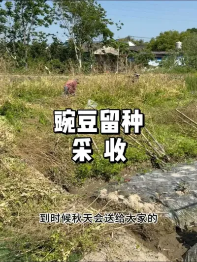 豌豆种子怎么留种，传统老品种 