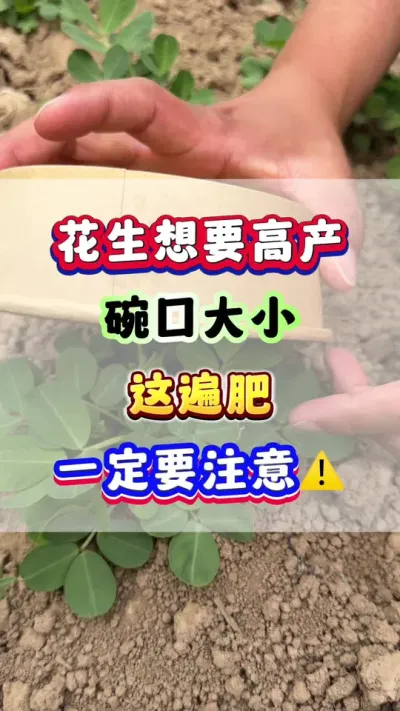 花生想要高产碗口大小，这遍肥一定要注意！ #花生种植 #花生高产 #花生种植管理技术 #花生施肥