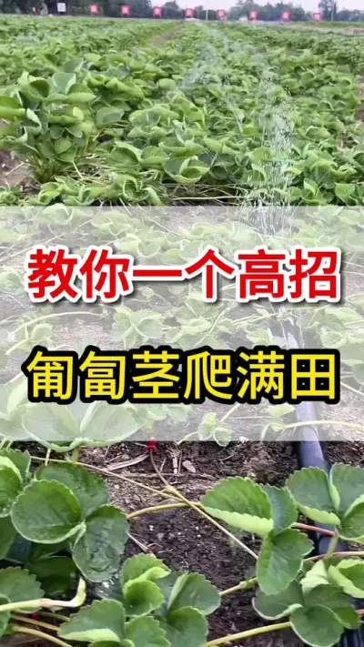 教你一个方法，匍匐茎大量抽生满地爬#匍匐茎#三农