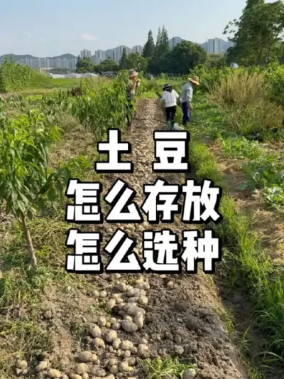 ڳôӵôѡ 