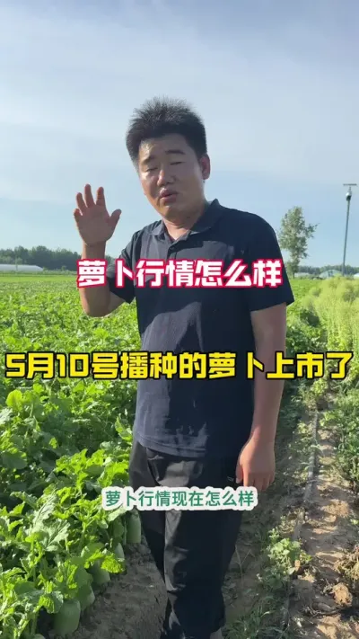 #三农 #新农人计划 #农业种植技术 #萝卜 #种子，萝卜行情变化