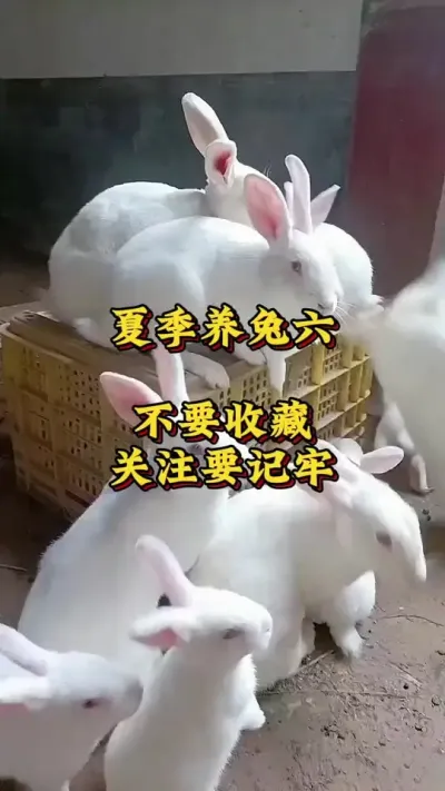 夏季养兔六不要，点赞关注要记牢 #兔子 #养兔人 #肉兔养殖 #养兔技术交流中心#养兔三分靠管理七分靠技术