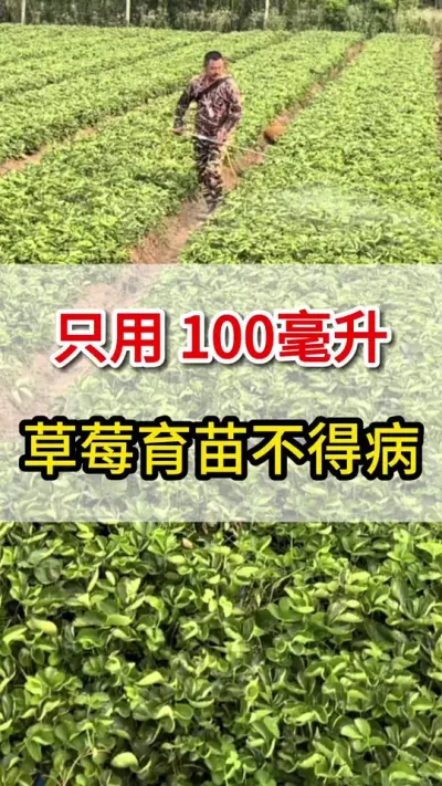 ֻҪ100ݮ粻#ũ#ݮ#ũҵݪֲ