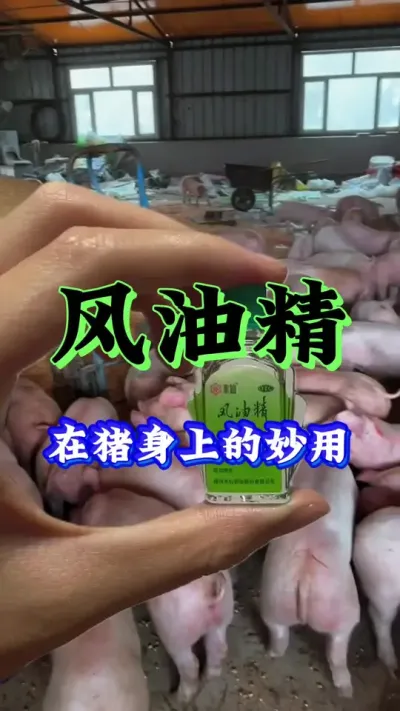 #养猪人 #养猪人不容易 #养猪人加油干 #养猪技术 #养殖人加油