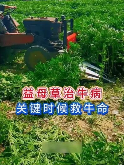 益母草治牛病关键时候救牛命 #养牛人 #三农 #养牛 #养殖