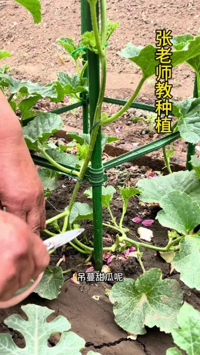 吊蔓甜瓜如何管理#农业种植 #甜瓜 #甜瓜种植