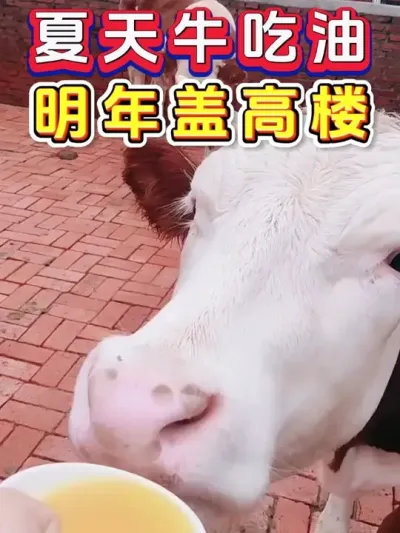 夏天牛吃油，明年盖高楼 #三农养殖 #养殖技术 #养牛 #科学养牛 #养殖