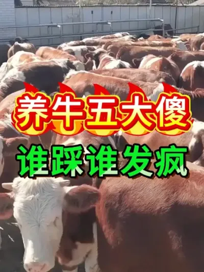 养牛五大傻，谁踩谁发疯 #养牛人 #三农养殖 #养殖技术 #牛羊驱虫 #养殖