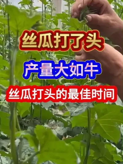 丝瓜打了头产量大如牛丝瓜打头的最佳时间 #丝瓜种植 #农业种植 #种植小技巧 #三农种植 #分享农业知识帮农民增产增收