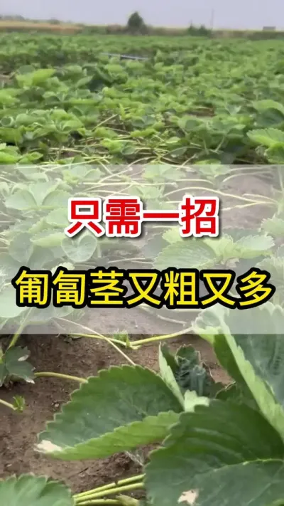 草莓用它喷一喷，匍匐茎大量抽生满地爬#一份耕耘一份收获 #匍匐茎#三农