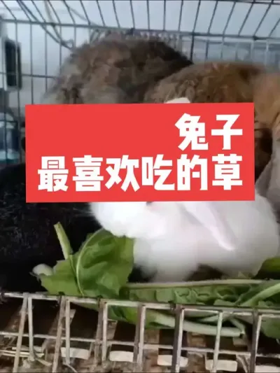 兔子最喜欢吃的草 #兔子#养殖#三农#养兔子#养兔人