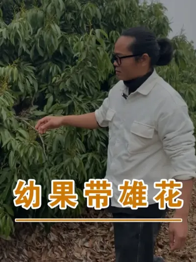 荔枝幼果带雄花怎么处理#广西灵山荔枝果苗#农业创业#抖音新农人计划2025#吕老师种果苗