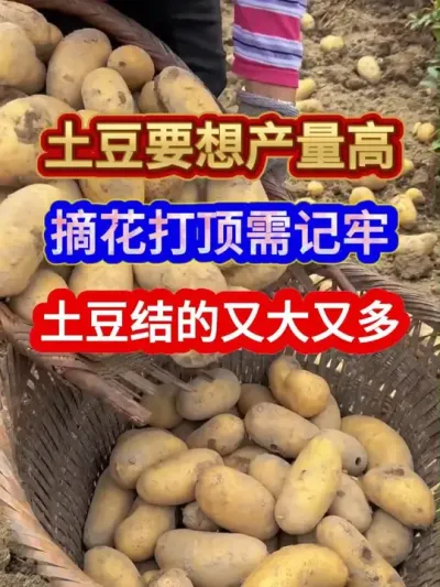 土豆要想产量高摘花打顶需记牢土豆结的又大又多 #土豆种植 #土豆高产种植 #种植小技巧 #三农 #农业种植