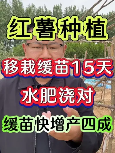 红薯移栽缓苗期水肥浇对缓苗快增产四成 #红薯种植 #红薯高产种植 #红薯高产 #种红薯 #红薯