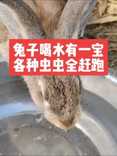 兔子喝水有一宝，各种虫虫全赶跑 #三农#养殖#养兔#兔子#养兔人