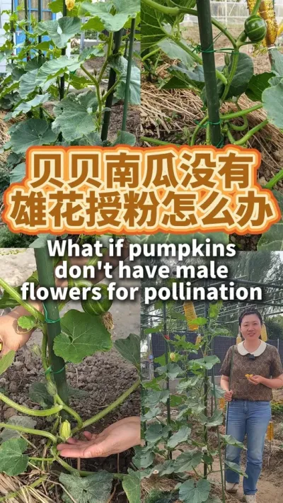 贝贝南瓜没有雄花授粉怎么办 雄花不要剪掉，江湖救急的方法：万一等不到雄花，可以从其它南瓜或西葫芦的雄花借朵花来授粉#南瓜种植 #种植小技巧 #阳台种植  #我爱种菜 #贝贝南瓜