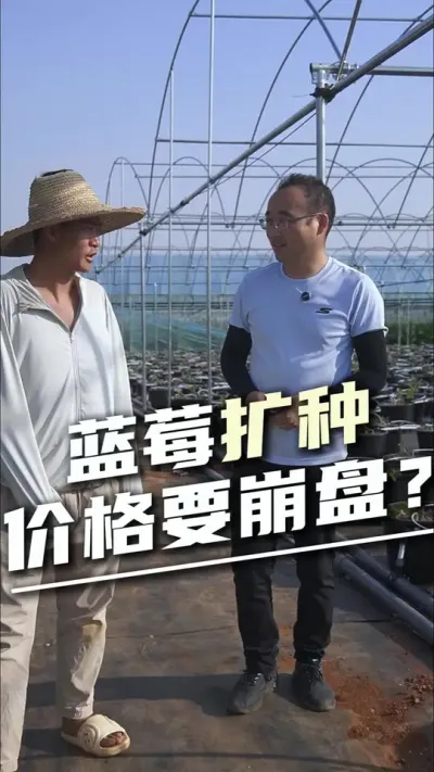 蓝莓疯狂扩种，价格真的要崩盘吗？#蓝莓崩盘 #蓝莓水肥设施 #全自动水肥一体化 #基质蓝莓