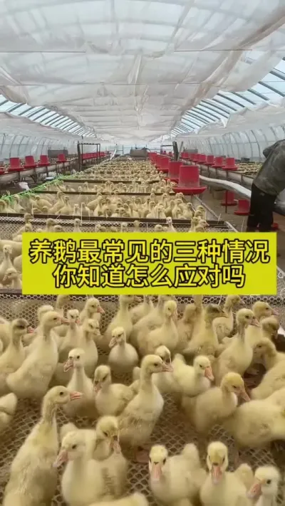 #肉鹅养殖 #养鹅人 #养鹅流程 #养鹅技术分享 #养殖