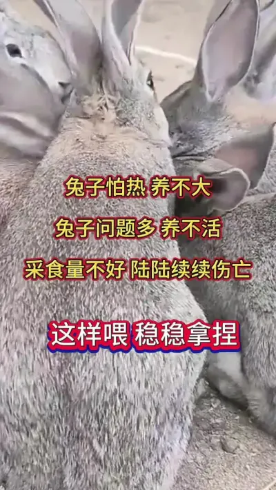 天热，兔子更怕热，问题多，陆陆续续伤亡，关键在于饲养管理，这样喂稳稳拿捏#养兔 #兔子养殖 #肉兔养殖 #养兔人