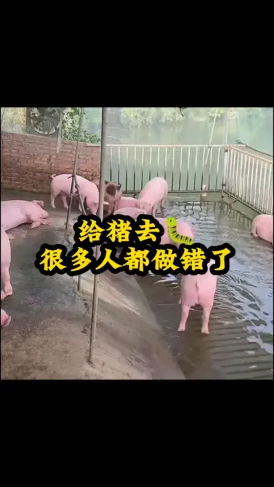 #猪喂什么饲料长得最快 #喂猪人的日常生活不容易 #养猪人不容易 #养猪人加油干 #自繁自养