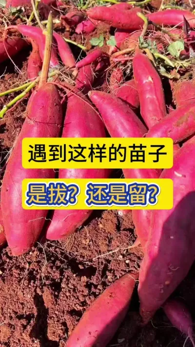 遇到这样的苗子，是拔？还是留着让它继续长？#红薯苗 #红薯病毒病 #红薯种植 #农技知识分享 #红薯种植技术