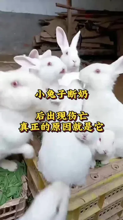 小兔断奶前后陆续出现伤亡的原因就是它 #养兔人 #兔子 #肉兔养殖 #养兔技术交流中心 #养兔三分靠管理七分靠技术