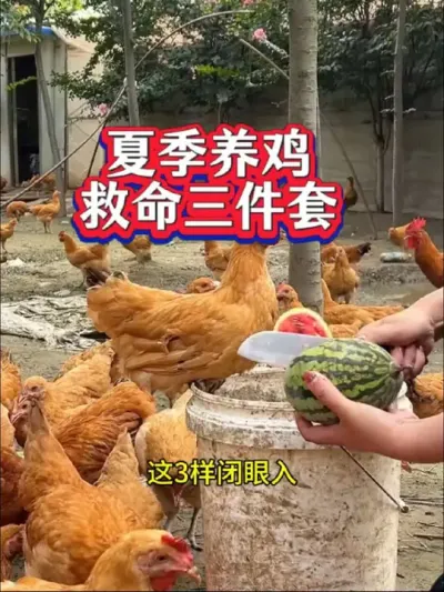 夏季想养好鸡，这三样要备好#农村散养土鸡 #养鸡#科学养鸡#夏季养鸡#养鸡技术