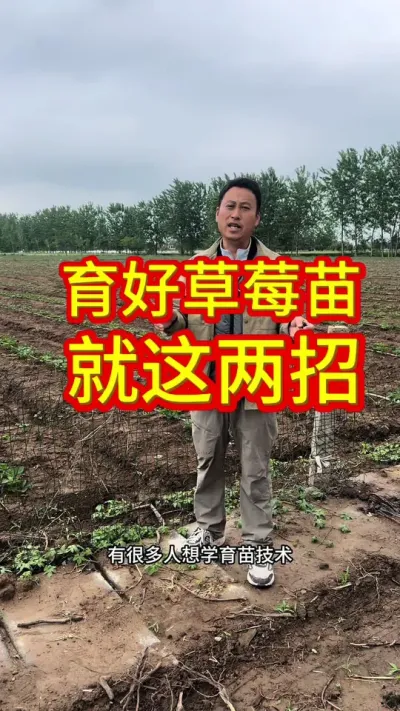 #草莓苗育苗基地 ##草莓苗出售 #草莓采摘园