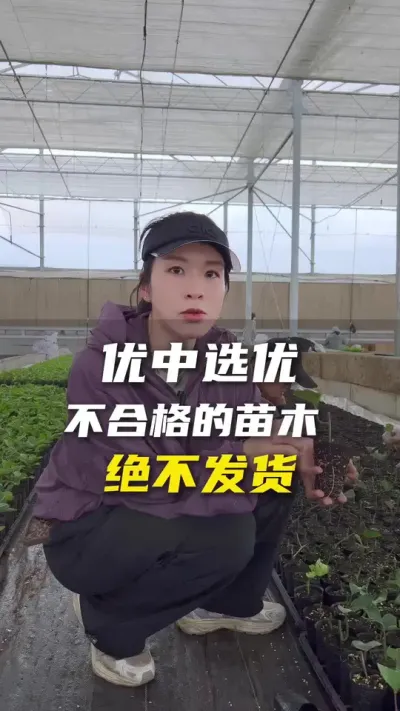 不达标的百香果苗木我们会报废，不会达到您手上。#百香果 #百香果种植技术 #三农种苗 #优质种苗 #抖音助农