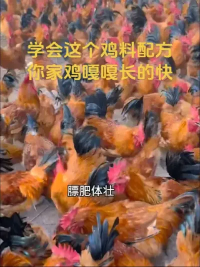 鸡要长的好，这个鸡料配方要记牢#养鸡#鸡饲料配方#养鸡知识#科学养鸡#养鸡技术