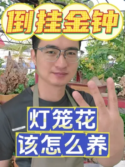 倒挂金钟灯笼花该怎么养？ #养花  #倒挂金钟  #灯笼花