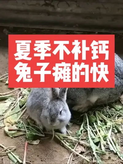 夏季不补钙，兔子瘫的快 #三农#养殖#养兔#兔子#养兔子