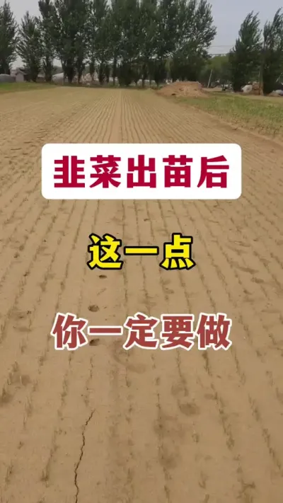 韭菜出苗后，这一点，你一定要做。#韭菜种植方法 #韭菜种植 #韭菜管理 #病虫害防治 #病害预防