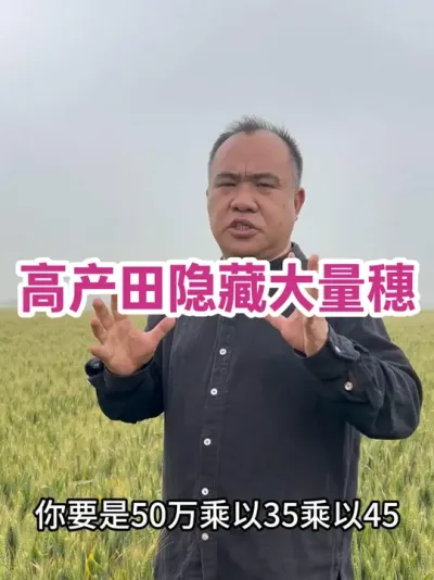 高产田隐藏大量穗 好肥水，多层穗，下部穗粒少。我们估产，亩穗数往往少算，穗粒数往往多算，千粒重最为好算！#农业种植技术
