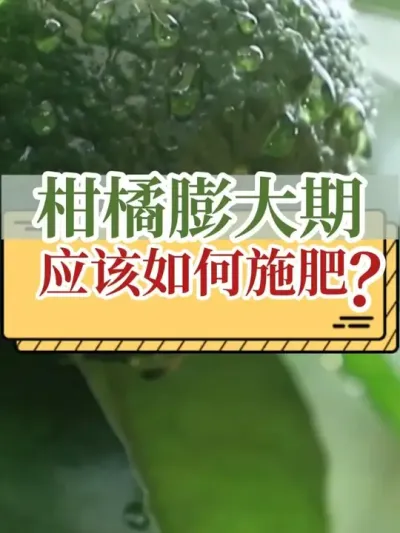 Ӧʩ #ݪֲ # #ʵ #ũ2025 #ũ