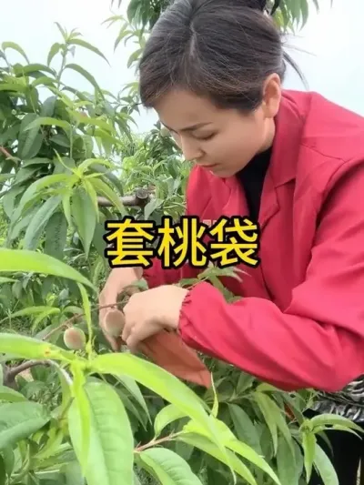 套桃袋 演示一个套桃袋子#农业种植技术 #自家果园 #关注我每天为你分享更多农业知识