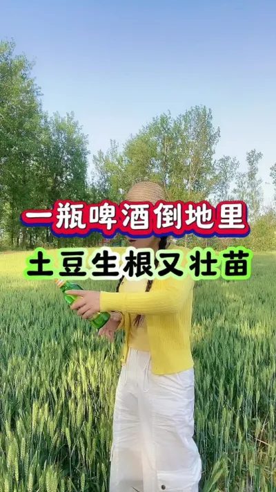一瓶啤酒倒地里土豆生根又壮苗#土豆高产种植 #马铃薯种植 #洋芋种薯 #土豆种植技术#三农种植