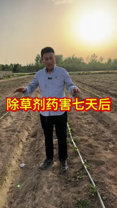 #除草剂药害的表现
