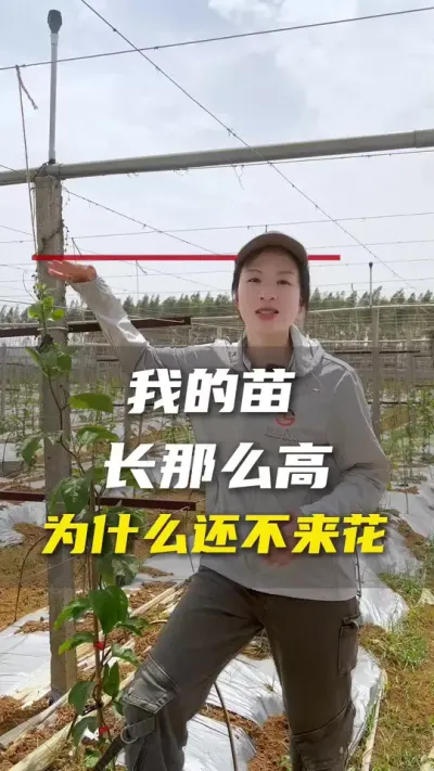 百香果苗长得很高了，就是不开花？#百香果#百香果种植技术#农业种植#抖音助农#三农