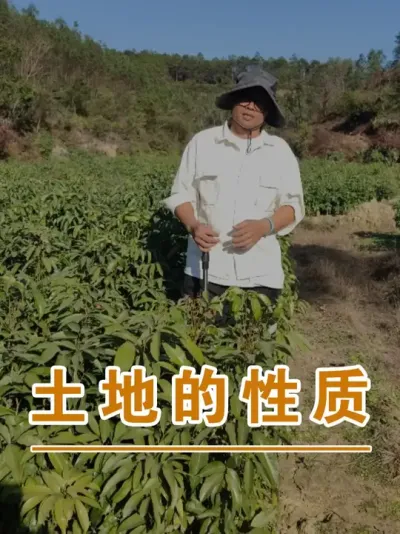 关于种植的土地性质#广西灵山荔枝果苗#农业创业#抖音新农人计划2025#吕老师种果苗#广西灵山荔枝果苗